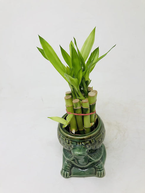 JM BAMBOO 10 4" Elegant Turtle Vase with stalks Lucky Bamboo