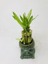 JM BAMBOO 10 4" Elegant Turtle Vase with stalks Lucky Bamboo