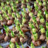 QYTGVSZ (3) Desert Rose Succulent with Vivid Trumpet Drought-Tolerant Caudex Ideal for Windowsills, Desktops & Indoor