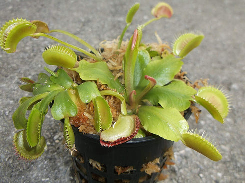 JoelsCarnivorousPlants 3 3 Inch Small Venus Flytraps - Fly Trap - (Dionaea Muscipula) Carnivorous Plant Pot