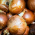 1 Frontier Organic Chopped Onion, Pound, Dried & Chopped Sweet Organic White Onion, Kosher, Sustainably Grown