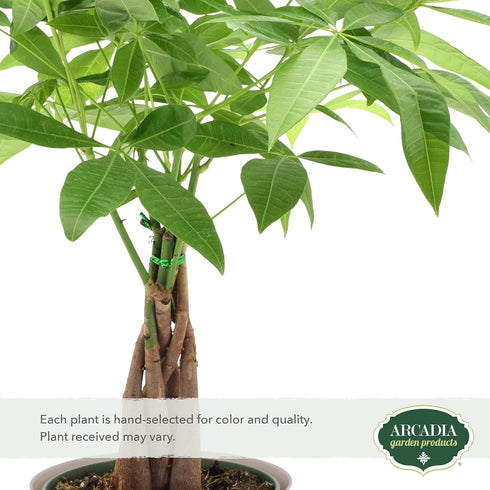 Arcadia Garden Products LV64 6-inch, Live Braided Money Tree Pachira Aquatica Indoor Houseplant in Arcadia Garden