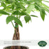 Arcadia Garden Products LV64 6-inch, Live Braided Money Tree Pachira Aquatica Indoor Houseplant in Arcadia Garden