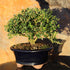 3 6" 8" Brussel's Live Harland Boxwood Outdoor Bonsai Tree - Years Old; to Tall with Decorative Container