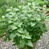 Sets 2 3.5" 5-9" TANKDA Live Mint Plants Herb in Pot, Fresh Orange Mint for Indoor Outdoor Growing, Spring Planting