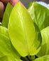 6 Inch Epipremmum Neon Pothos - Live Plant in a Pot - Aureum - Stunning Houseplant with Unique Foliage - The Perfect