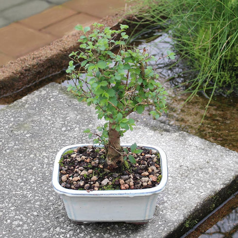 5 6 8 inches Brussel's Bonsai Live Chinese Elm Bonsai Tree, Outdoor - Small, Years Old, to Tall - Includes Decorative