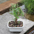 5 6 8 inches Brussel's Bonsai Live Chinese Elm Bonsai Tree, Outdoor - Small, Years Old, to Tall - Includes Decorative