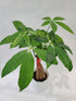 Braided Chinese Money Tree Live Plant - Now Available in Geometric Self-Watering Planter - Pachira Aquatica - Live