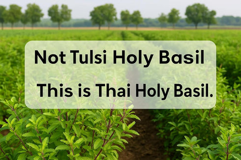 20g Hida Beauty Dried Culinary Herbs Thai Holy Basil Leaves