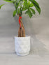 Braided Chinese Money Tree Live Plant - Now Available in Geometric Self-Watering Planter - Pachira Aquatica - Live