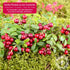 2 lbs. 14 Gerbs Dried Sweetened Cranberries | Unsulfured, No Artificial Additives, Resealable Bag | Naturally Tart