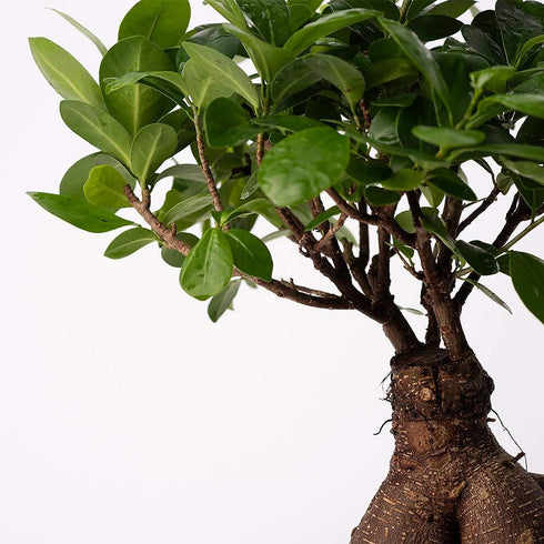 6-Inch American Plant Exchange Ficus Ginseng Microcarpa with Pot Live Easy Care Bonsai Tree, Air Purifying Indoor Plant