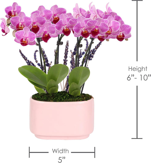 4" Green Circle Growers Mini Pink Orchid Plant with Lavender Accent in Pink Ceramic Planter Live Indoor Flower, Easy