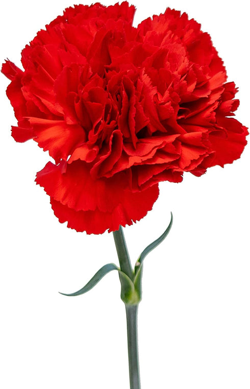 50 FlowerPrime Red Carnations - Fresh Natural Cut Flowers