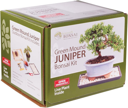 3 6-8 Inches Brussel's Bonsai - Live Green Mound Juniper Bonsai Tree Kit, Outdoor Bonsai Tree Live Plant in Decorative