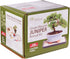 3 6-8 Inches Brussel's Bonsai - Live Green Mound Juniper Bonsai Tree Kit, Outdoor Bonsai Tree Live Plant in Decorative