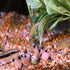 Aquatic Foods Inc. 4-Type 12mm 1/2'' 6-Type 10-Type Fish..1/2-lb Ultra Mix of - Wafers, Spirulina-Algae Worm Shrimp