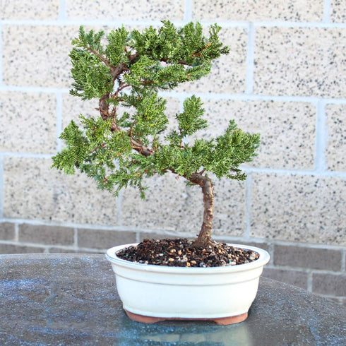 Brussel's Bonsai - Live Green Mound Juniper Bonsai Tree, Outdoor Bonsai Tree Live Plant, Medium Bonsai for Patio Garden