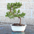 Brussel's Bonsai - Live Green Mound Juniper Bonsai Tree, Outdoor Bonsai Tree Live Plant, Medium Bonsai for Patio Garden