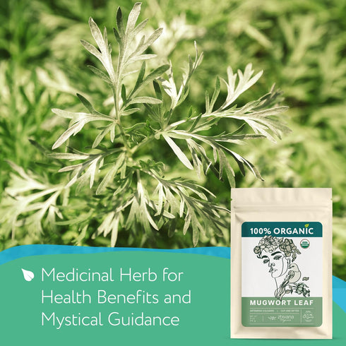 (4oz) Mugwort Tea Organic Loose Leaf Mugwort Herb - Artemisia Hierba Seca Organica Dried Mugwart Leaves