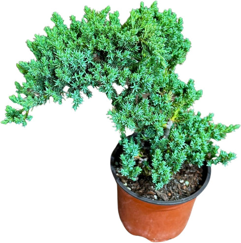 Generic PLANTVERS Juniper Procumbens in a 4" Grow Pot Live Bonsai Tree Dwarf
