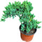Generic PLANTVERS Juniper Procumbens in a 4" Grow Pot Live Bonsai Tree Dwarf