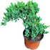 Generic PLANTVERS Juniper Procumbens in a 4" Grow Pot Live Bonsai Tree Dwarf