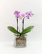 Athena's Garden Live Orchid Plant, Light Pink Double Spike Phalaenopsis in Container,