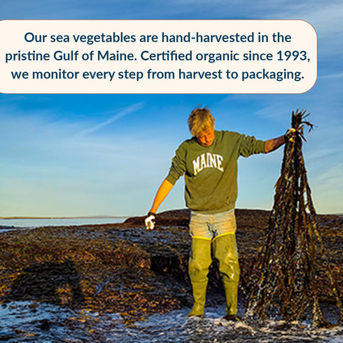 4 oz (Pack 1) Maine Coast Sea Vegetables Organic Sea Lettuce Flakes, of - Wild-Harvested Organic Seaweed Flakes (Ulva
