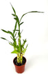 4" Lucky Bamboo Good Luck and Wealth Houseplant Home and Office Decor, Pot