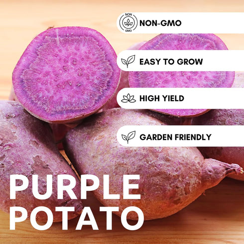 (2 Purple Japanese sweet potato SLIPS) Also known as Hawaiian Purple Sweet Potato