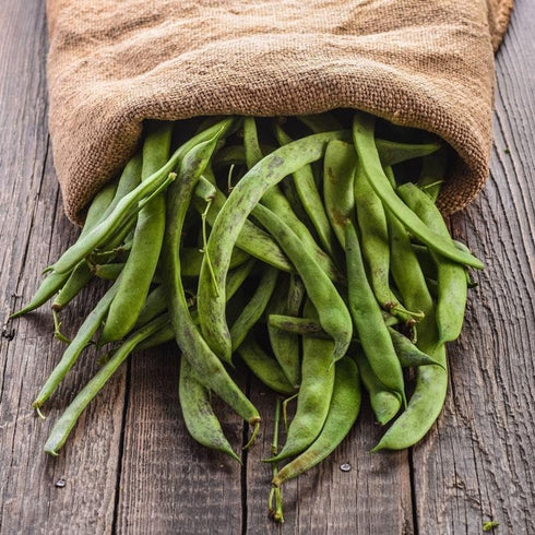 4 Food to Live Organic Great Northern Beans, Pounds Dried, Non-GMO, Kosher, Raw, Sproutable, Bulk Seeds, Product of the