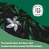 FGO Organic Jasmine Green Tea - 100 Count Eco-Conscious Tea Bags, Resealable Bag