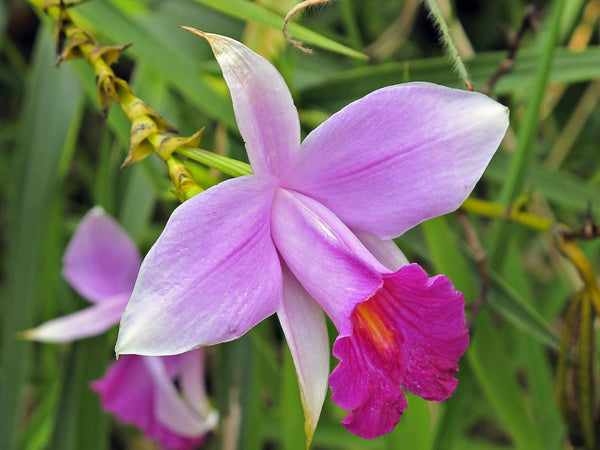 Discount Hawaiian Gifs 2 Hawaiian Bamboo Orchid Roots #zc50 - by Discount Hawaiian Gifts