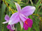 Discount Hawaiian Gifs 2 Hawaiian Bamboo Orchid Roots #zc50 - by Discount Hawaiian Gifts