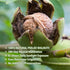 (10 OZ/Pack 1) Zorrer Premium Peeled Walnuts Halves, Skinless Raw Walnuts Texture, Sweet, Crisp, No Salt Added, Healthy
