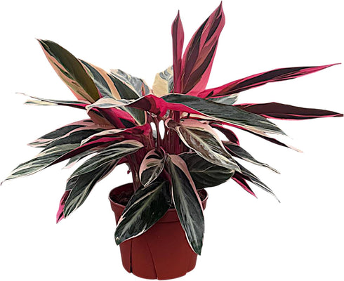 CoollectivePlants Stromanthe Triostar Live Indoor Plant in 6 Grower Pot, Easy Care