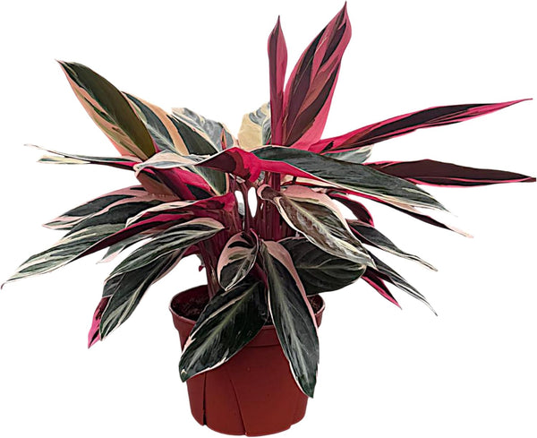 CoollectivePlants Stromanthe Triostar Live Indoor Plant in 6 Grower Pot, Easy Care