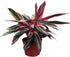 CoollectivePlants Stromanthe Triostar Live Indoor Plant in 6 Grower Pot, Easy Care