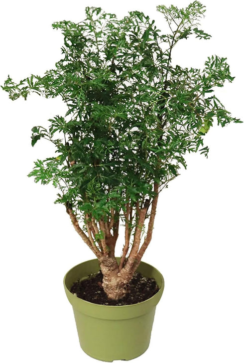 California Tropicals Ming Aralia 6'' Live Bonsai Tree - Unique and Easy