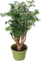 California Tropicals Ming Aralia 6'' Live Bonsai Tree - Unique and Easy