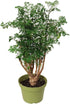 California Tropicals Ming Aralia 6'' Live Bonsai Tree - Unique and Easy