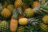 1 Food to Live Organic Dried Pineapple Rings, Pound Non-GMO, Flavorful Chewy Fruit Snack, Vegan, Unsulfured, No Sugar