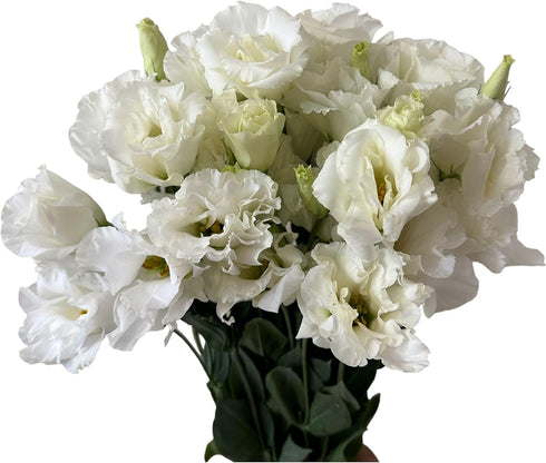 10 Stems Grade A White Lisianthus Fresh Cut Flowers Bouquet for Home