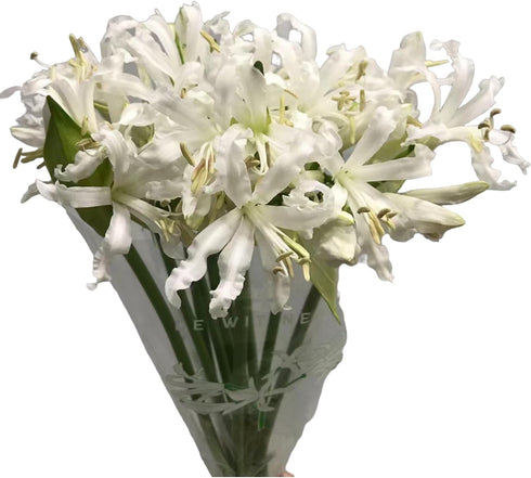10 Elegant White Lycoris Radiata Bouquet - Premium Floral Stems for Home D cor