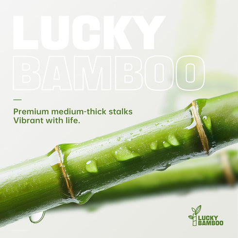 10 18 Set Lucky Bamboo Stalks Live Indoor Plant Perfect for Low-Light Spaces (Glass Container Not Included)