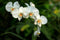 Generic White Phalaenopsis Orchid Plant in Ceramic Pot, Live Indoor Flowering Plant with