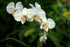 Generic White Phalaenopsis Orchid Plant in Ceramic Pot, Live Indoor Flowering Plant with