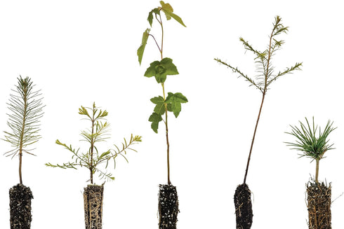 Bonsai Tree Bundle | Collection of 5 Live Tree Seedlings | The
